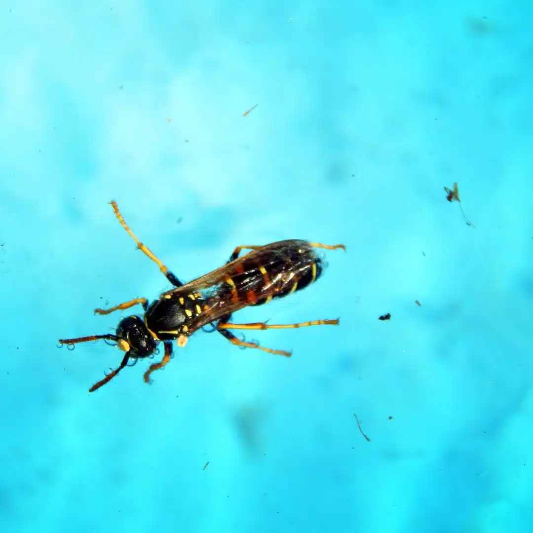 Insectes, abeilles dans l'eau d'une piscine extérieure